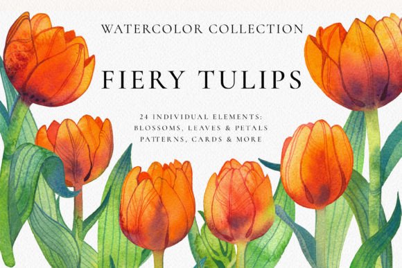 Fiery Tulip Floral Watercolor Collection: A Review