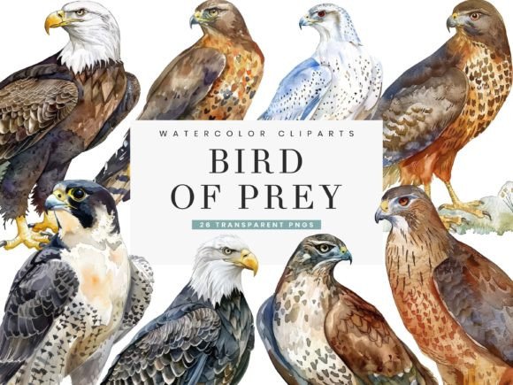 Watercolor Bird of Prey Clipart for Editorial Illustrations